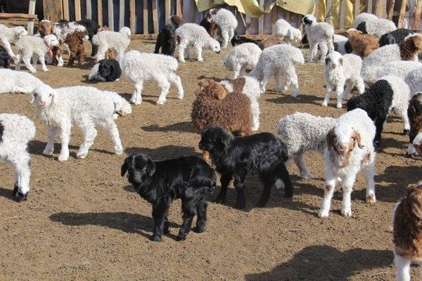 Төл мал өмнөх долоо хоногоос 500 мянгаар нэмэгдлээ