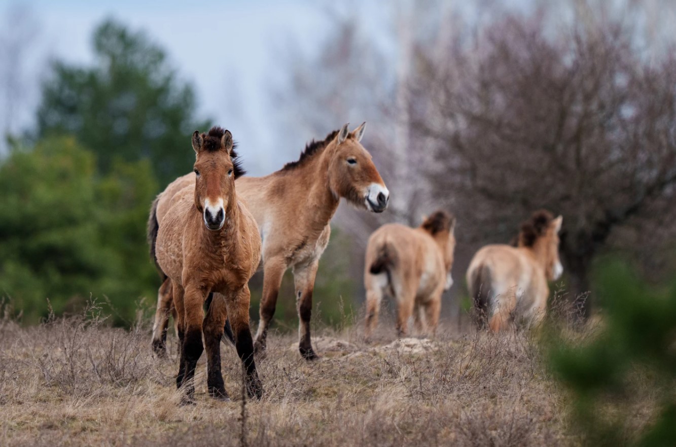 Чернобылийн дэлбэрэлтийн бүсэд идээшилж буй тахь / 2026.04.08 / зурагчин Евгений Малолетка / AP